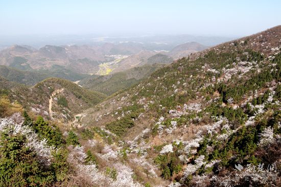 山上櫻花，山下油菜.jpg