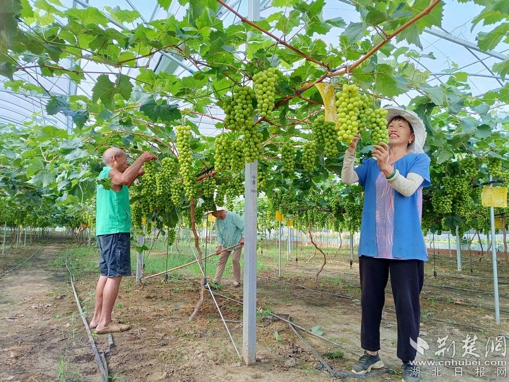 西王村陽光玫瑰葡萄園。通訊員 程愛華 攝.jpg.jpg