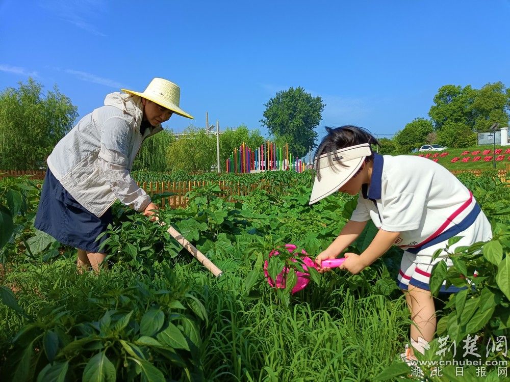 市民帶孩子在共享菜園里鋤草、澆水。通訊員 程愛華 攝.jpg.jpg